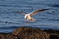Western Gull landing on rock. Wings spread. Pacific Ocean in Background. Royalty Free Stock Photo