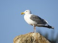 Western Gull, Larus occidentalis Royalty Free Stock Photo