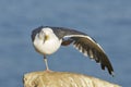 Western Gull, Larus occidentalis