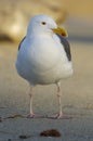 Western Gull, Larus occidentalis