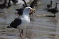 Western Gull Larus occidentalis calling at Morro Bay Royalty Free Stock Photo