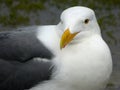 The Western Gull (Larus occidentalis) Royalty Free Stock Photo