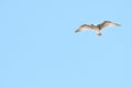 Juvenile Western gull against blue sky  4 Royalty Free Stock Photo