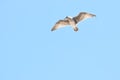 Juvenile Western gull against blue sky  6 Royalty Free Stock Photo