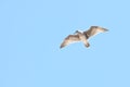 Juvenile Western gull against blue sky  7 Royalty Free Stock Photo