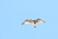 Juvenile Western gull against blue sky  3 Royalty Free Stock Photo