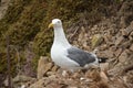 Western gull Larus occidentalis near San Francisco, California, USA.