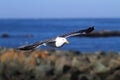 Western Gull (Larus occidentalis) By The Ocean Royalty Free Stock Photo