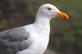 Western Gull (Larus occidentalis) By The Ocean Royalty Free Stock Photo