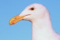 Western Gull (Larus occidentalis) By The Ocean Royalty Free Stock Photo