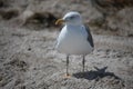 Western gull Larus occidentalis Royalty Free Stock Photo