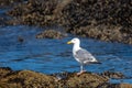 Western Gull Larus occidentalis standing on rocks next to the Pacific Ocean Royalty Free Stock Photo