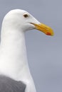 Western Gull (Larus occidentalis wymani) Royalty Free Stock Photo