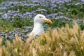 Western gull nesting on Anacapa Island, Channel Islands National Park Royalty Free Stock Photo