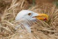 Western gull nesting in tall grass on Anacapa Island, Channel Islands National Park Royalty Free Stock Photo