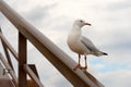 Western Gull