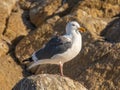 Western Gull Perched on Rocky Shoreline