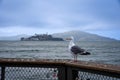 A Western Gull on a Pier by San Francisco Bay, with Alcatraz Island in the Background