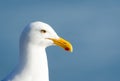 Western Gull Profile