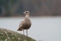 Western gull resting at seaside