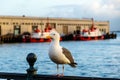 Western Gull in San Francisco, California