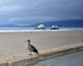 Western Gull on San Francisco's Ocean Beach Royalty Free Stock Photo