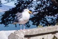 Western Gull Seagull in San Francisco