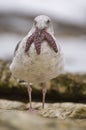 Western Gull swallowing an Ochre Sea Star in Calif