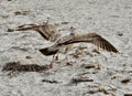 A Western Gull Taking