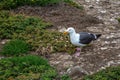 Western Gull Tends Hatchlings