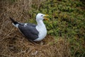 Western Gull Tends Hatchlings