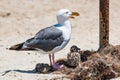 Western Gull with Two Spotted Chicks on a Nest