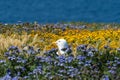 Western gull and wildflowers Anacapa Island Royalty Free Stock Photo