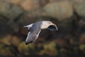 Western Gull & x28;Larus occidentalis& x29; By The Ocean Royalty Free Stock Photo