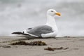 Western Gull & x28;Larus occidentalis& x29; By The Ocean Royalty Free Stock Photo