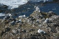 Western Gulls At Depoe Bay