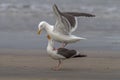 Western Gulls