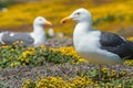 Western gulls and wildflowers Anacapa Island, Channel Islands National Park