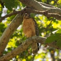 Western Hawk in Cupertino, California Perched on Tree Branch, Looking at You Royalty Free Stock Photo
