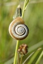 Western Heath Snail