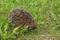 Western Hedgehog - Erinaceus europaeus - in green grass.