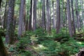 Western Hemlock and Douglas Fir forest