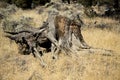 Western Hemlock Stump, Oregon Badlands