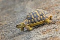 Western Hermann`s Tortoise, Mallorca.