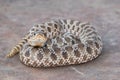 Western hognose snake (Heterodon nasicus) Royalty Free Stock Photo