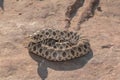 Western hognose snake (Heterodon nasicus) Royalty Free Stock Photo