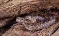 Western Hognose Snake, Heterodon nasicus