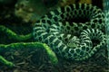 Western Hognose snake in the jungle Royalty Free Stock Photo