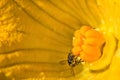 Western Honey Bee Apis mellifera collecting pollen from big beautiful yellow flower of zucchini, closeup copy space macro Royalty Free Stock Photo