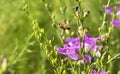 Western Honey Bee, Apis mellifera Royalty Free Stock Photo